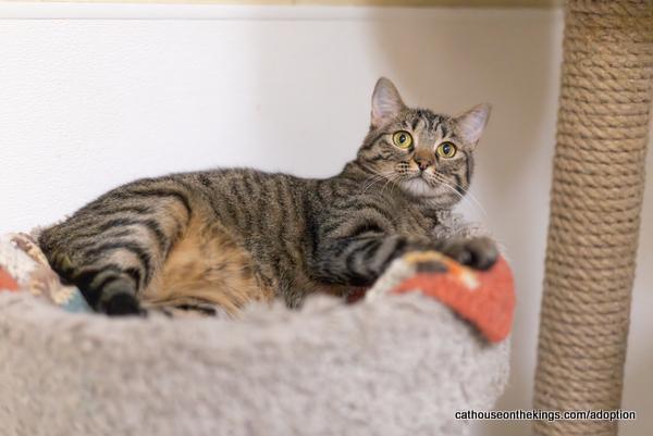 Cleopatra, an adoptable Tabby, Domestic Medium Hair in Parlier, CA, 93648 | Photo Image 4