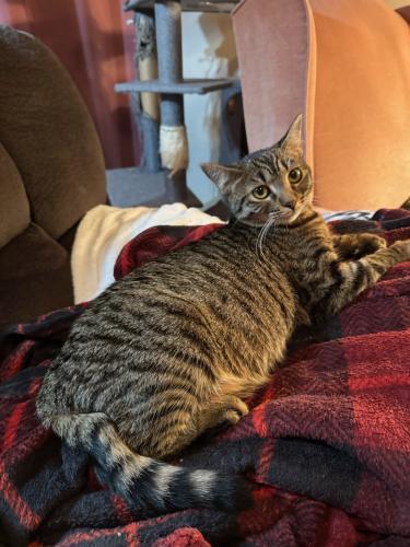 Cleopatra, an adoptable Tabby, Domestic Medium Hair in Parlier, CA, 93648 | Photo Image 5