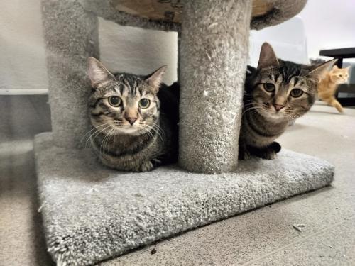 Cleopatra, an adoptable Tabby, Domestic Medium Hair in Parlier, CA, 93648 | Photo Image 5