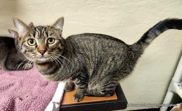 Cleopatra, an adoptable Tabby, Domestic Medium Hair in Parlier, CA, 93648 | Photo Image 5