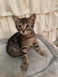 Cleopatra, an adoptable Tabby, Domestic Medium Hair in Parlier, CA, 93648 | Photo Image 6