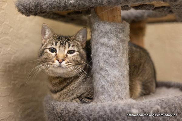 Aphrodite, an adoptable Tabby, Domestic Medium Hair in Parlier, CA, 93648 | Photo Image 1