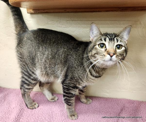 Aphrodite, an adoptable Tabby, Domestic Medium Hair in Parlier, CA, 93648 | Photo Image 3
