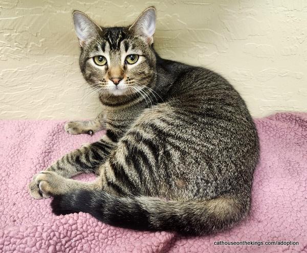 Aphrodite, an adoptable Tabby, Domestic Medium Hair in Parlier, CA, 93648 | Photo Image 4