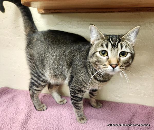 Aphrodite, an adoptable Tabby, Domestic Medium Hair in Parlier, CA, 93648 | Photo Image 5