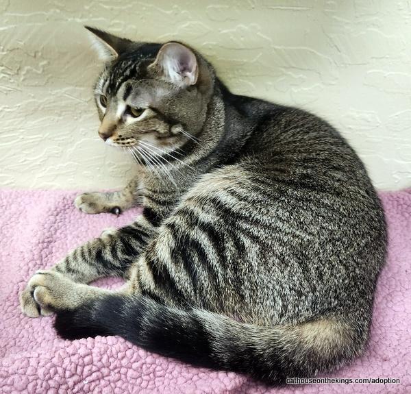 Aphrodite, an adoptable Tabby, Domestic Medium Hair in Parlier, CA, 93648 | Photo Image 6