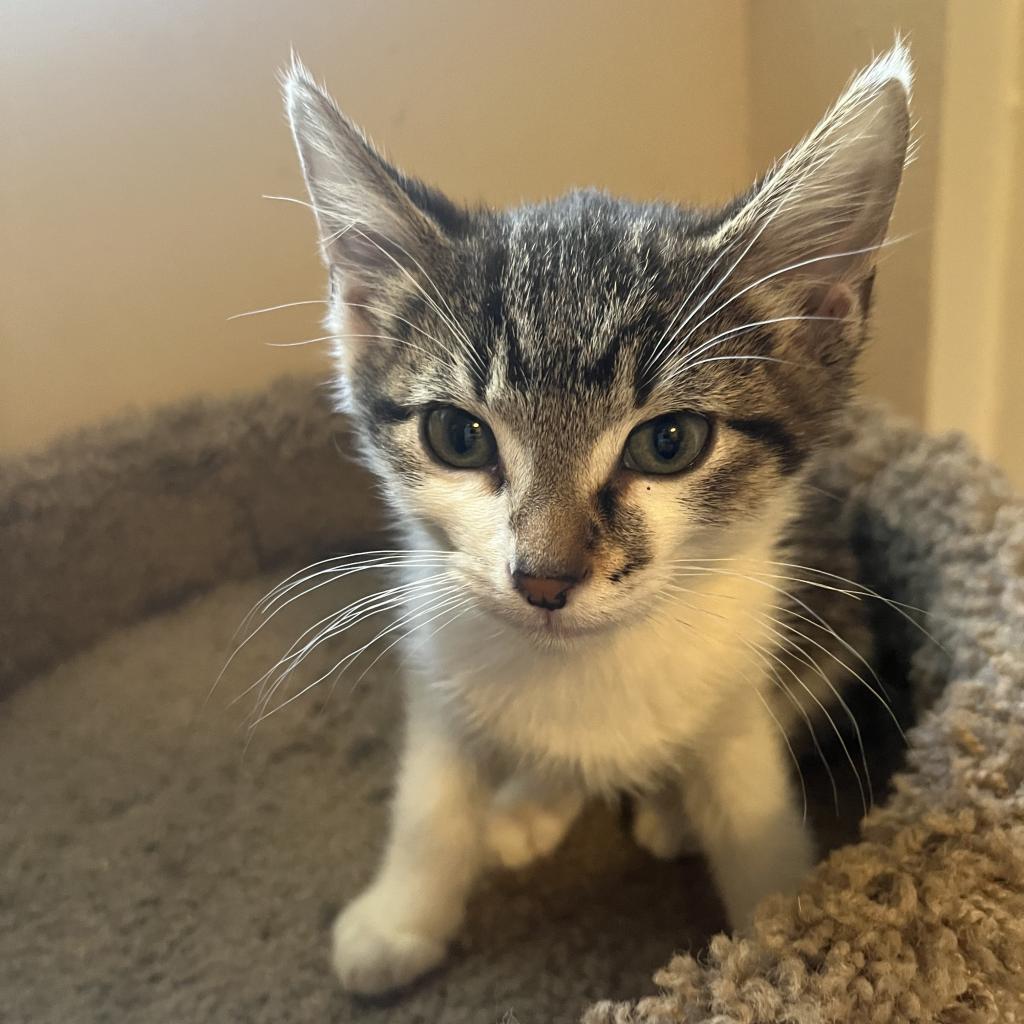 Louie, an adoptable Domestic Short Hair in Bismarck, ND, 58507 | Photo Image 4