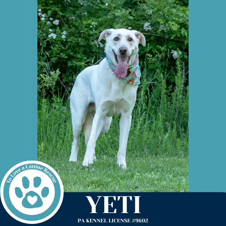 Yeti (Cartoon Cuties) 072024