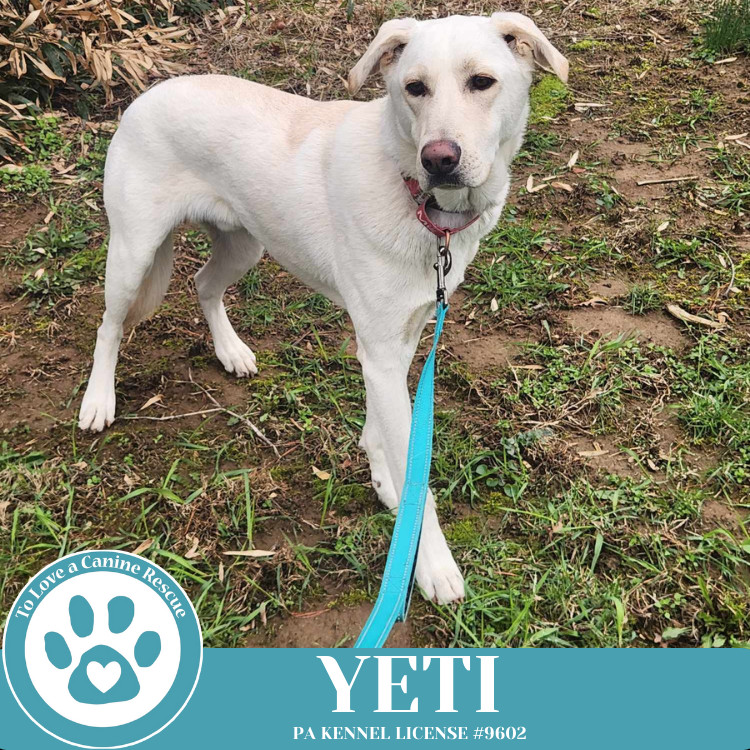 Yeti (Cartoon Cuties) 072024
