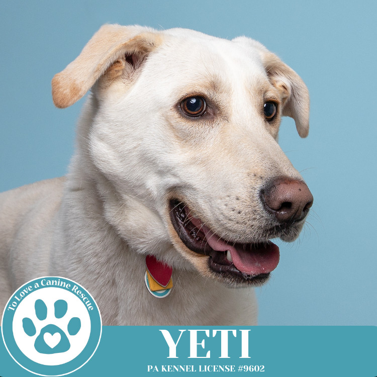 Yeti (Cartoon Cuties) 072024