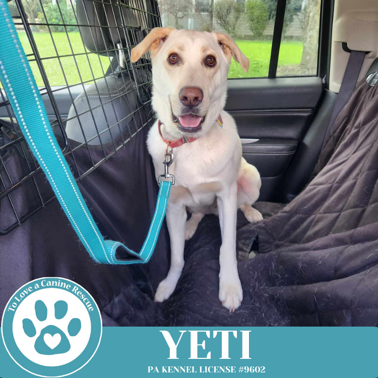 Yeti (Cartoon Cuties) 072024