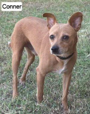 Conner A720096, Adult Male unknown