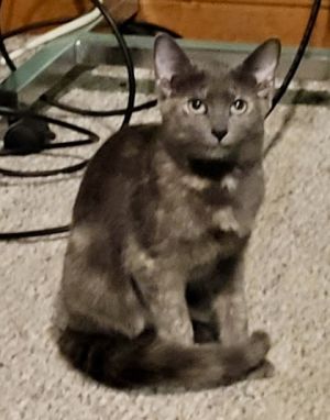 Memphis, Baby Female unknown