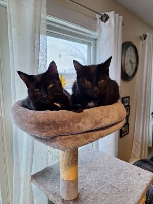 Johnny / Dallas, Young Male Domestic Short Hair