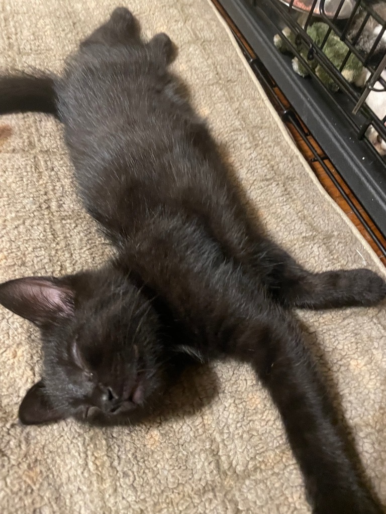 Johnny / Dallas, an adoptable Domestic Short Hair in Brainardsville, NY, 12915 | Photo Image 2