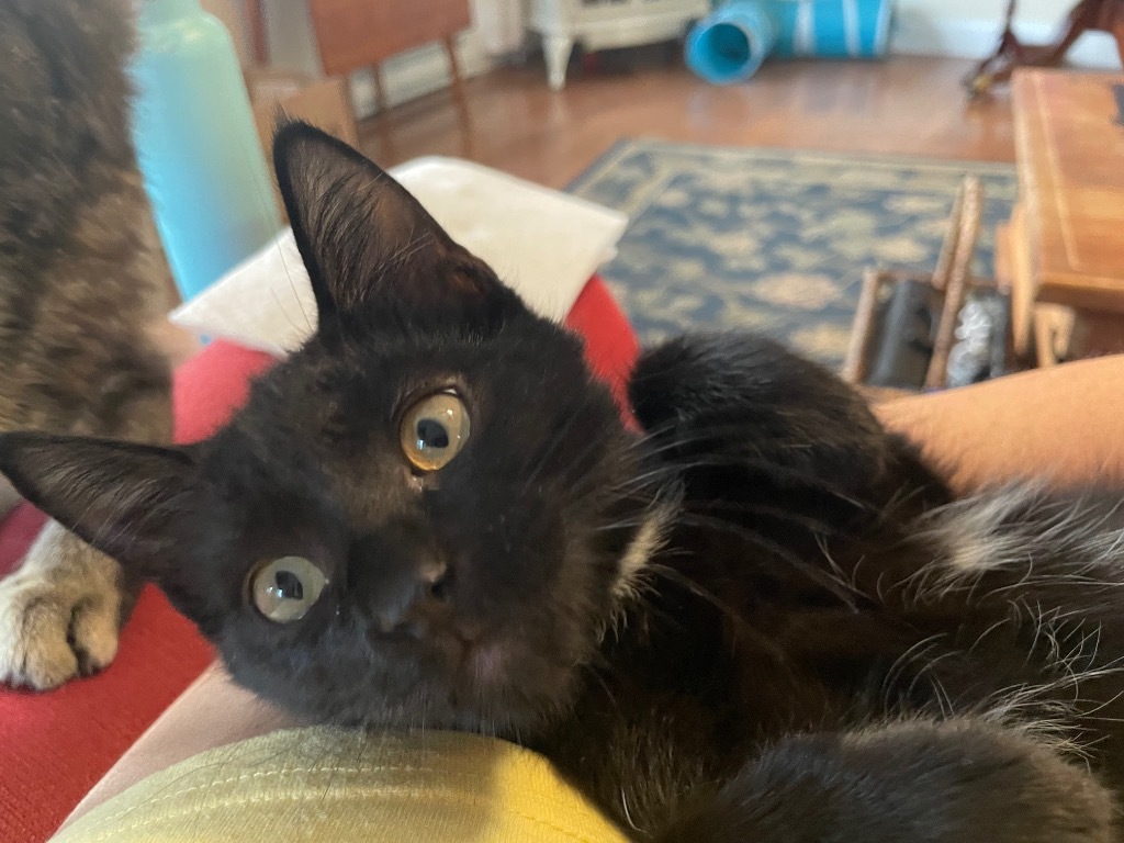 Johnny / Dallas, an adoptable Domestic Short Hair in Brainardsville, NY, 12915 | Photo Image 3