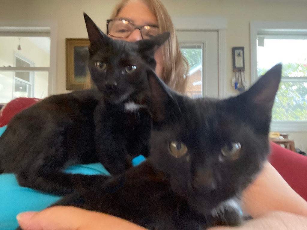 Johnny / Dallas, an adoptable Domestic Short Hair in Brainardsville, NY, 12915 | Photo Image 4