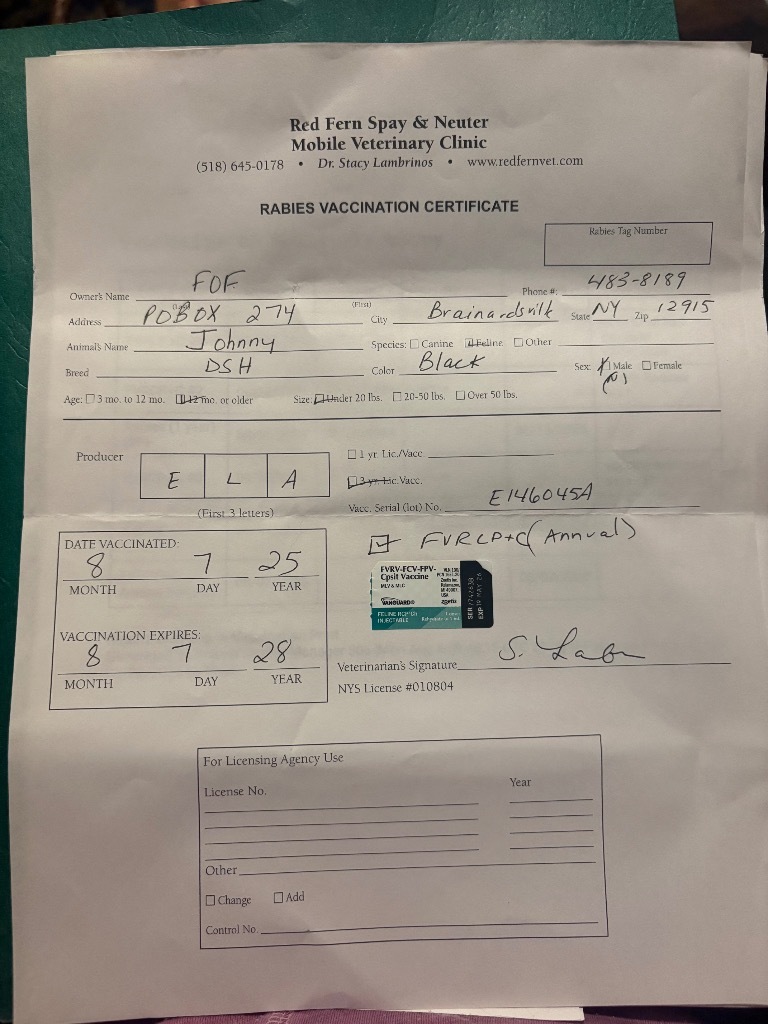 Johnny / Dallas, an adoptable Domestic Short Hair in Brainardsville, NY, 12915 | Photo Image 5