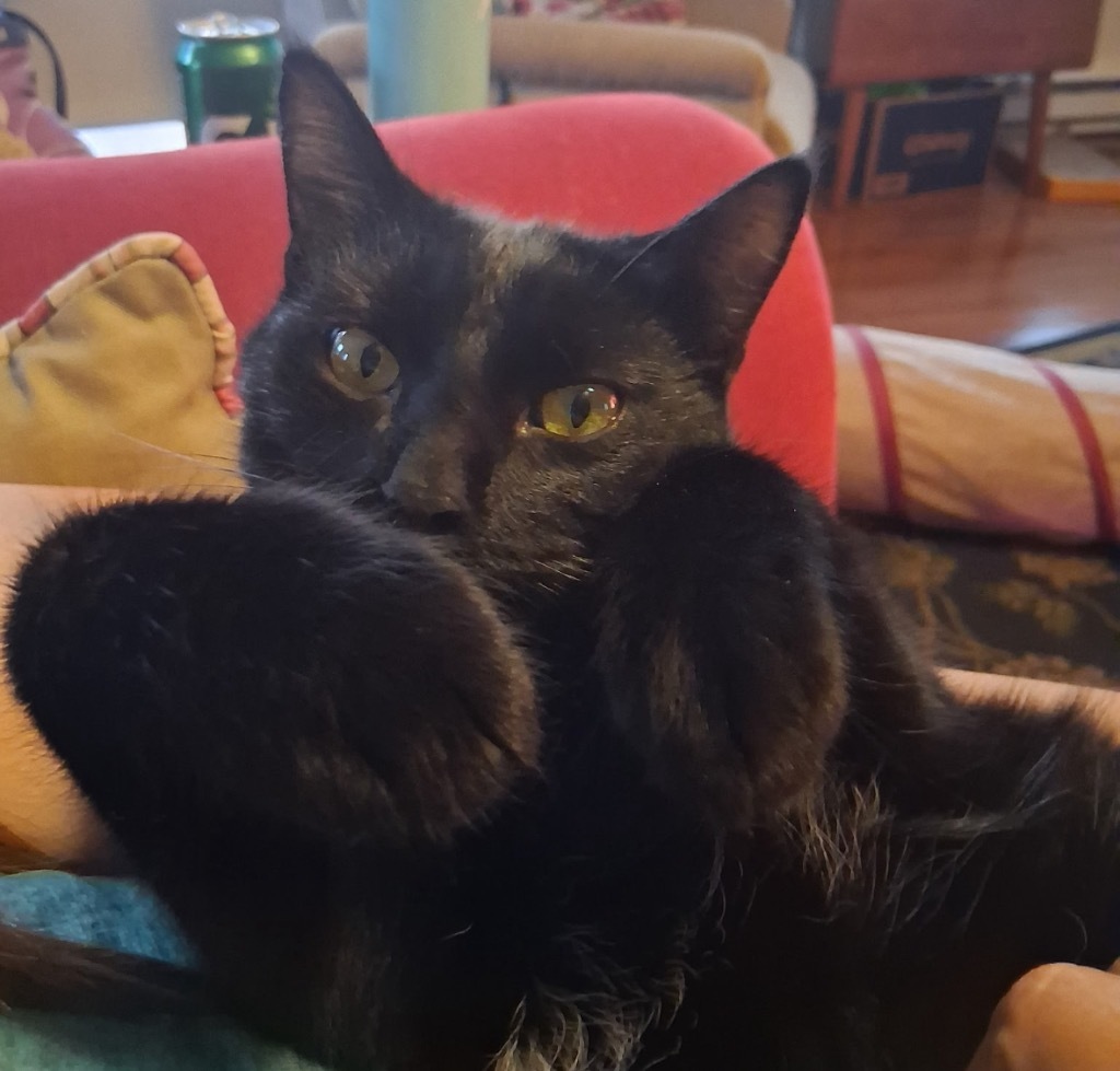 Johnny / Dallas, an adoptable Domestic Short Hair in Brainardsville, NY, 12915 | Photo Image 6