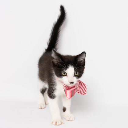 Bones, an adoptable Domestic Short Hair in Caldwell, ID, 83607 | Photo Image 1