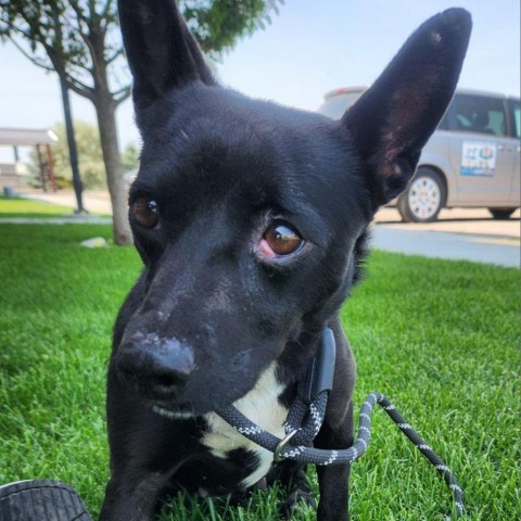 Sprite, an adoptable Chihuahua, Collie in Idaho Falls, ID, 83402 | Photo Image 1