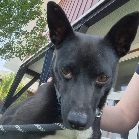 Sprite, an adoptable Chihuahua, Collie in Idaho Falls, ID, 83402 | Photo Image 2