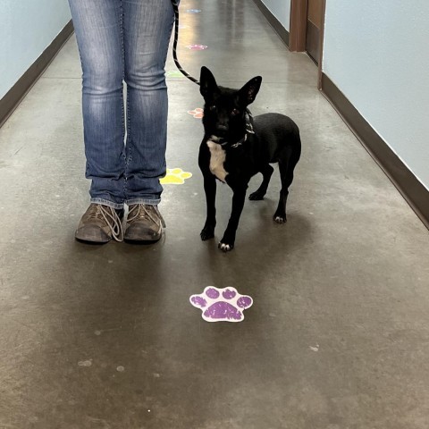 Sprite, an adoptable Chihuahua, Collie in Idaho Falls, ID, 83402 | Photo Image 3