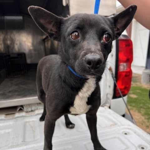 Sprite, an adoptable Chihuahua, Collie in Idaho Falls, ID, 83402 | Photo Image 4