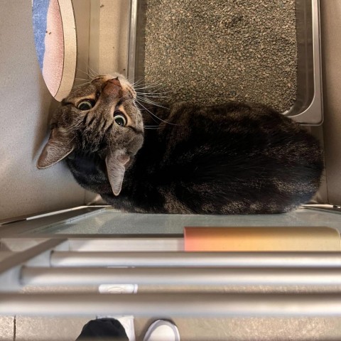 Steve, an adoptable Domestic Short Hair in Rifle, CO, 81650 | Photo Image 1