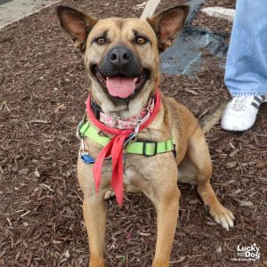 Laia, Adult Female Shepherd