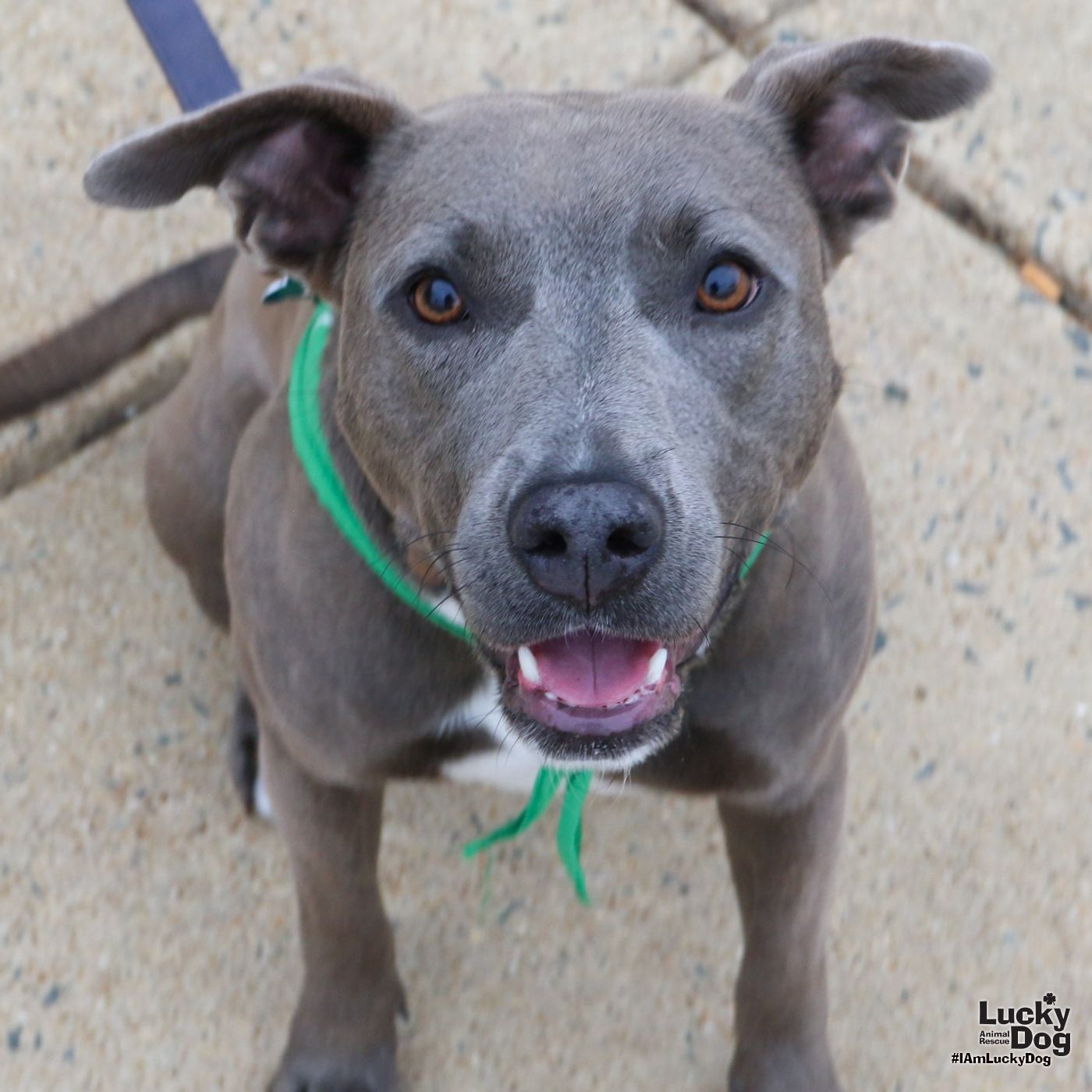 Evie, an adoptable Labrador Retriever, Greyhound in Washington, DC, 20007 | Photo Image 1