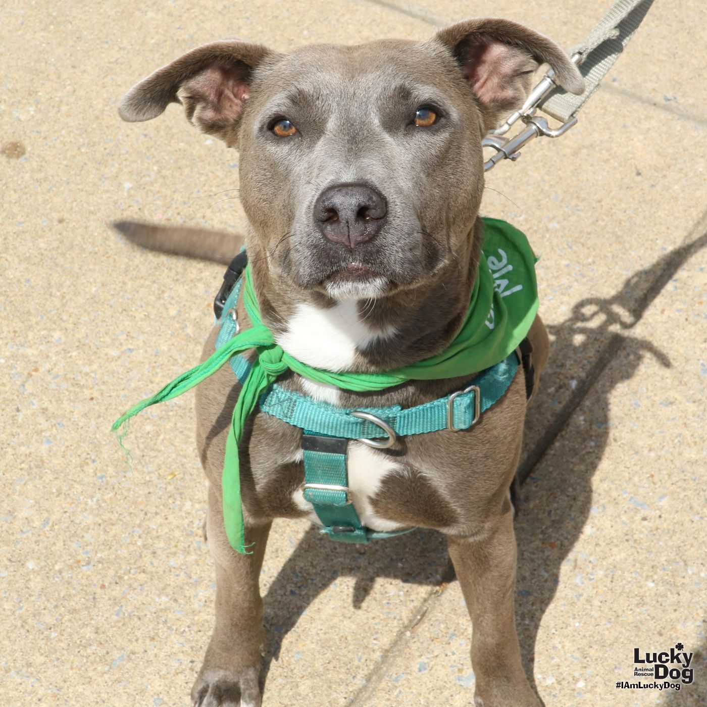 Evie, an adoptable Labrador Retriever, Greyhound in Washington, DC, 20007 | Photo Image 2