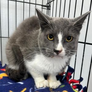 Mateo, Adult Male Domestic Short Hair