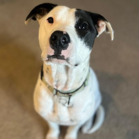 Benny, an adoptable Pit Bull Terrier, Mixed Breed in Bend, OR, 97702 | Photo Image 1