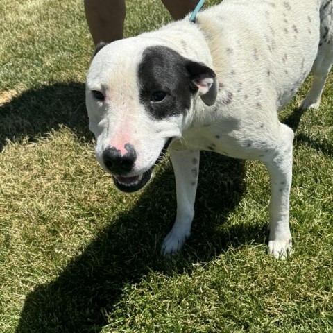 Benny, an adoptable Pit Bull Terrier, Mixed Breed in Bend, OR, 97702 | Photo Image 2