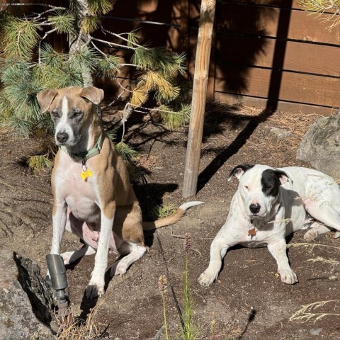 Benny, an adoptable Pit Bull Terrier, Mixed Breed in Bend, OR, 97702 | Photo Image 3