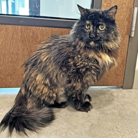 Zelda, an adoptable Domestic Long Hair in Hailey, ID, 83333 | Photo Image 3