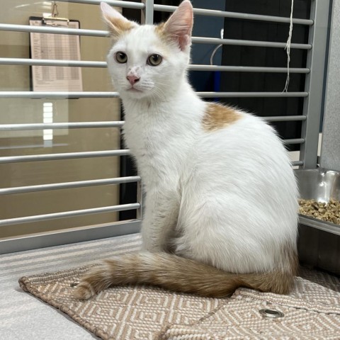 Bruno, an adoptable Domestic Short Hair in Hailey, ID, 83333 | Photo Image 1