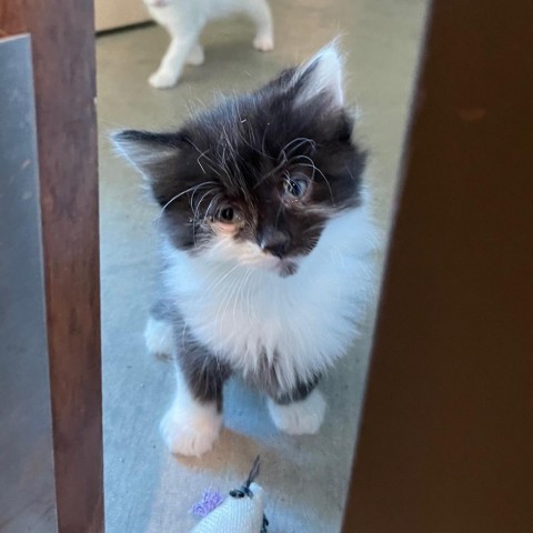 Macy, an adoptable Domestic Medium Hair in Hailey, ID, 83333 | Photo Image 2