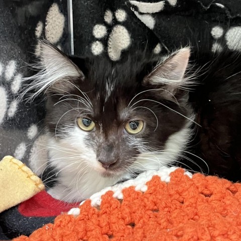 Macy, an adoptable Domestic Medium Hair in Hailey, ID, 83333 | Photo Image 3