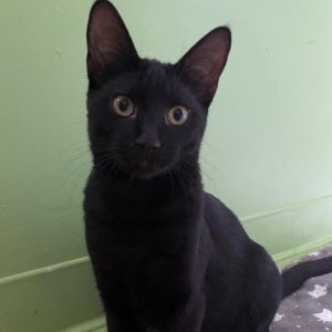 Meet Gigi Gigi is a friendly and playful cat She enjoys being pet Gigi likes 