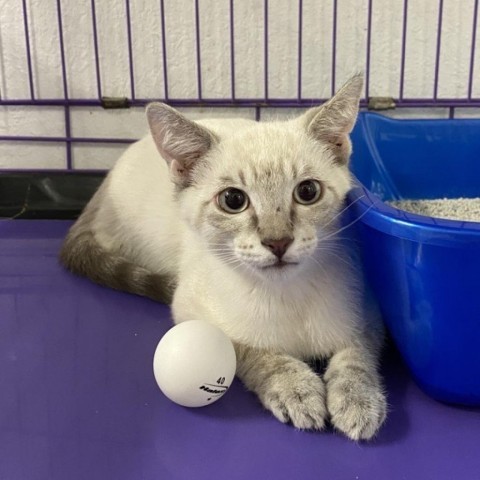 Frankie, an adoptable Siamese, Domestic Short Hair in Mount Shasta, CA, 96067 | Photo Image 1