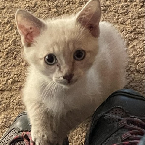 Frankie, an adoptable Siamese, Domestic Short Hair in Mount Shasta, CA, 96067 | Photo Image 2