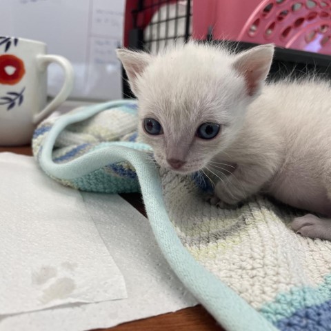 Frankie, an adoptable Siamese, Domestic Short Hair in Mount Shasta, CA, 96067 | Photo Image 3