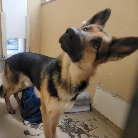 Ranger, an adoptable German Shepherd Dog in Mount Shasta, CA, 96067 | Photo Image 1