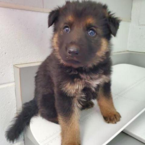 Ranger, an adoptable German Shepherd Dog in Mount Shasta, CA, 96067 | Photo Image 2