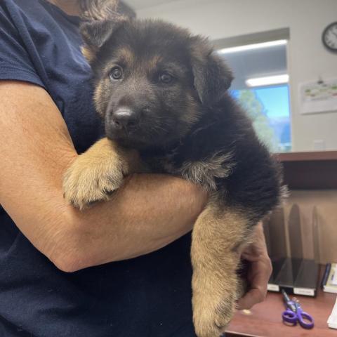 Ranger, an adoptable German Shepherd Dog in Mount Shasta, CA, 96067 | Photo Image 3