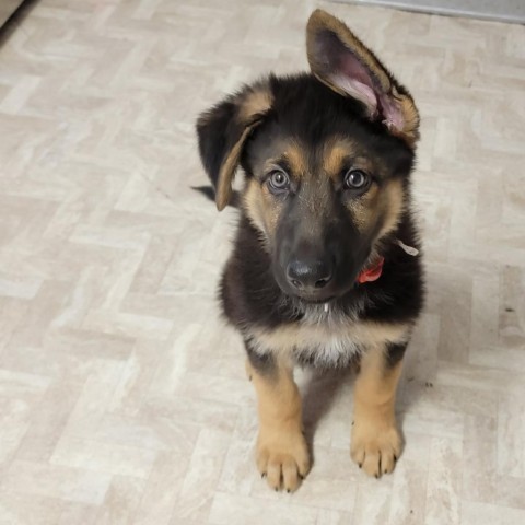 Ranger, an adoptable German Shepherd Dog in Mount Shasta, CA, 96067 | Photo Image 4