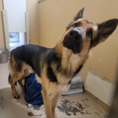 Ranger, an adoptable German Shepherd Dog in Mount Shasta, CA, 96067 | Photo Image 6