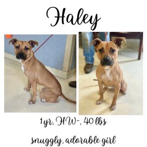 Haley, Adult Female unknown